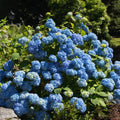 Hydrangea Plant Pot, Hydrangea Tree Live Plant, Hydrangea Live Plant, 6 to 12 Inches Tall (Blue)