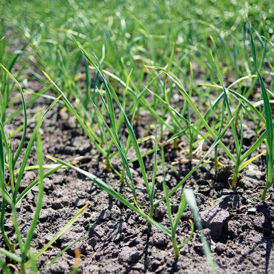 Garlic Bulbs for Planting, Pack 4 Bulbs for Growing Outdoors, Fresh Heirloom Garlic Bulbs