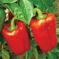 2 Sweet Bell Pepper Plants Live 100 Days Old Seedlings for Growing Outdoors, Red or Green Color