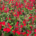 2 Hot Lips Sage Salvia Live Plant Herb in 1 Pot, Bicolor Blooms Salvia Sage Bush, Turn Red on Summer, Sage Shrub Grow Indoors Outdoor, 5 to 10 Inc Tall