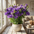 Purple Lisianthus Live Plant 3-5" Tall, Eustoma Lisianthus Flowers Plant, Purple Blooming Flower for Outdoor and Indoor Growing, No Pot
