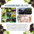 2 American Elderberry Plants Live for Planting, Black Elderberry Bush Live Plant 6 to 12 Inc Height, Bareroots