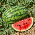 2PPP Sweet Watermelon Live Vine Plant, Watermelon Fruit Plant Live 4-7" Tall in 4" Pot, Red Sweet Fruit, Fast Growing Outdoor Garden Plant