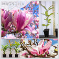 Magnolia Tree Live Plant, Magnolia Flowers Bush, 6-12 Inches Tall, in Pot, Fragrant Magnolia Shrub Ready to Grow (Jane Magnolia)