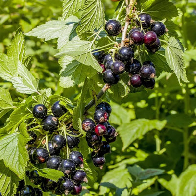 American Black Currant Live Fruit Plant, 6-12" Tall Starter Shrub for Garden, Patio, and Outdoor Spring Growing