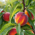 Peach Live Plant, Grafted Peach Plant 1 Feet Tall, Fruit Tree Well-Rooted for Planting (Red Gold)