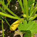 2 Zucchini Plants Live, Yellow Squash Zucchini in 4 Inches Pot, 4-6 Inches Tall, Summer Squash Plant for Planting Outdoor