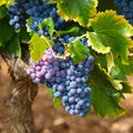 1 Blue Grape Vines for Planting Outdoors, Concord Grape Plant Live, Bareroot 1-2 Years Old, Sweet Grape Fruits