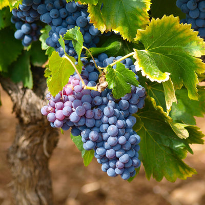 1 Blue Grape Vines for Planting Outdoors, Concord Grape Plant Live, Bareroot 1-2 Years Old, Sweet Grape Fruits