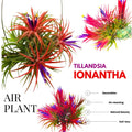 Air Plants Live Houseplants for Garden, 20 Tillandsia Air Plants Live, Purple Red Air Plant for Planting Gardening Outdoor, 2 to 3 Inc Long
