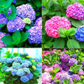 Blue-Pink to Purple Hydrangea Bush Plant Tree Live Shrub in Pot, Starter Plant 4 to 9 Inches, Hydrangea Tree, Dormant, Change Color Blooms