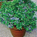 Fresh Sweet Blueberry Plant Live for Planting, Blueberry Bushes for Planting, 4"-7" Cold Hardy Blueberries Southern Highbush