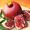 Sweet Pomegranate Tree Live Plant, 5 to 8 Inch Tall, Pomegranate Fruit Tree, Outdoor Plant, Edible Fruits