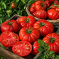 2PPP Beefsteak Tomato Plants Live, Garden Vegetable Plant, 5-8'' Tall