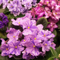2 Random African Violet Plant Live, White Violet Flower, 3-5 Inches Tall