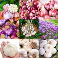 1/2 LB Mixed Garlic Bulbs for Planting in Fall, High Yield Hardneck Garlic Cloves Seeds, Fresh, Cold Hardy and Fast Growing, Various Varieties