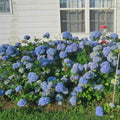 Well-Rooted Hydrangea Live Plant in 2.5 Inch Pot, Hydrangea Tree Shrub Bush Perennial Outdoor Planting (Bigleaf Blue)