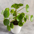 2 Pilea Peperomioides Plants, Pilea Peperomioides Tree Plants Indoor, Peperomioides House Plants Live No Pot for Planting