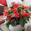 Anthurium Flower Live Plant, House Plant Live, Red Anthurium Plant Live, 5 to 7 Inches Tall