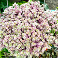 Bolivian Wandering Jew Callisia Repens Pink Vine for Planting 2 Inc Pot, Pink Callisia Repens Houseplants