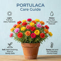 4 Portulaca Plants Live, Moss Rose Flower Plant for Outdoor Garden, Ground Cover Plant for Patio Containers, Borders or Landscape 4-7 Inches (Red)