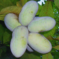 2 Bare Roots Common Pawpaw Tree Live Plants, 6 to 10 Inches Long, Paw Paw Plants Live