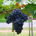 Grape Plant Live Potted, Fruit Vine Starter Plant 5-8 Inches, Hardy Climbing Seedless Grape Vine for Backyard Garden or Trellis (Purple Grape)