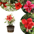 Hardy Hibiscus Plants Live Well-Rooted, Snow Flowers Hibiscus Tree Live Plant for Outdoor Full Sun Spring Planting, 5-9" in Tall, Perennial Growing