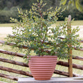 Parvifolia Eucalyptus Tree Live, Eucalyptus Plant Live in 2.5" Pot, Starter Plants, Cold Hardy, Dormant in Winter