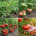 Beefsteak Tomato Live Plants, 2 Plant Per Pot 5-8" Tall