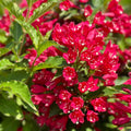 Red Weigela Shrub Plant Live, Hardy Shrub, 2-3 Ft Tall