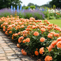 Mini Rose Bush Live Plant in 3.5'' Pot, Miniature Rose Plant Live, 3-5'' Tall, Mini Rose Plant, Live Flower Plant for Office and Home Decoration (Orange)