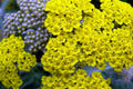 Yarrow Plant, Yellow Yarrow Plant Pot, 2.5 Inches Pot, Yarrow Live Plant for Garden, Live Yarrow Flower Plants Indoor Outdoor