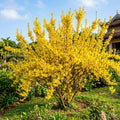 Lynwood Gold Forsythia Plant Live, Yellow Forsythia Shrub Golden Bells, Hardy Forsythia Tree for Landscaping, 5-6 Inch Tall, Live Plant in 4'' Pot, Well-Rooted