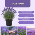 Live Phenomenal Blue Lavender Plant in Quart Pot, Blue Lavender Herb Plant, Fragrant Herb Plants, Perennial Herb for Planting Indoor Outdoor