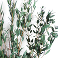 Eucalyptus Live Plant, Eucalyptus Tree Fully Rooted, Fragrant Foliage Houseplant, Easy Care for Indoor and Outdoor, 2.5" Pot (Parvifolia Eucalyptus Tree)