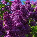 Dark Purple Lilac Tree Live Plant for Planting, Lilac Bush Shrub, 6 to 9 Inches Tall, Fragrant Flowers