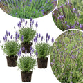 3 Lavender Plants Live Starter Plants 1-3" in Tall, Hardy Perennial Lavender for Garden and Landscape with Fragrant Purple Blooms, No Pot (Phenomenal)