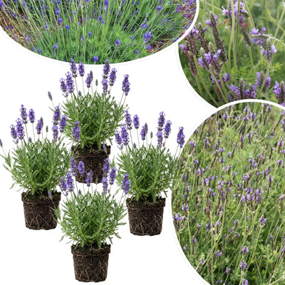 3 Lavender Plants Live Starter Plants 1-3" in Tall, Hardy Perennial Lavender for Garden and Landscape with Fragrant Purple Blooms, No Pot (Phenomenal)