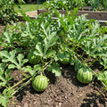 Sweet Watermelon Live Plant, Watermelon Starter Plant 4-7 Inches Tall in 4 Inch Pot, Sweet Fruit Plant, Outdoor Garden Vine