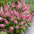 Potted Butterfly Bush Live Plant, 5-9" in Tall, Cold Hardy, Spring Outdoor PlantingBlooms Summer to Fall, Dormant in Winter (Rich Pink Buddleia Plant)