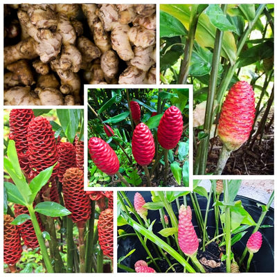 6 Fresh Shampoo Ginger Rhizomes, Red Pinecone Ginger Root, Zingiber Zerumbet Hardy Perennial for Planting in Garden