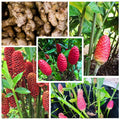 Shampoo Ginger Plant Roots, 4 Live Ginger Rhizomes, Red Pinecone Ginger, Zingiber Zerumbet Perennial for Outdoor Garden