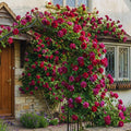 Climbing Roses Live Plant, Climbing Rose Plant Live, 5 to 7'' Tall, Fragrant Flower Bush Plants for Gardening (Purple Red)
