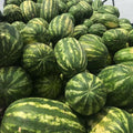 Red Watermelon Live Plant Seedling for Outdoor Garden and Home Growing, Fresh Watermelon Plant 3-6 Inch Tall, Fruit Plant in Pot