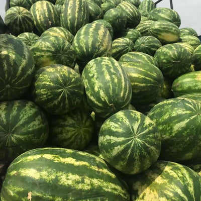 Red Watermelon Live Plant Seedling for Outdoor Garden and Home Growing, Fresh Watermelon Plant 3-6 Inch Tall, Fruit Plant in Pot
