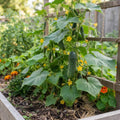 2PPP Cucumber Live Plants, Cucumber Vegetable Plant for Outdoor Planting