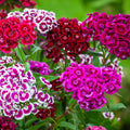 Random Color Dianthus Live Plant, Dianthus Carnation Perennial Plant Live, Very Fragrant Mixed Colors, Size 3-6 Inc in Pot