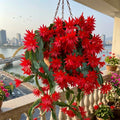 Red Easter Cactus Live Plant, Hardy Perennial Easter Cactus, Vibrant Pink Blooming Spring Cactus, Indoor Houseplant, Flowering Holiday Cactus, 4–6 Inch Tall