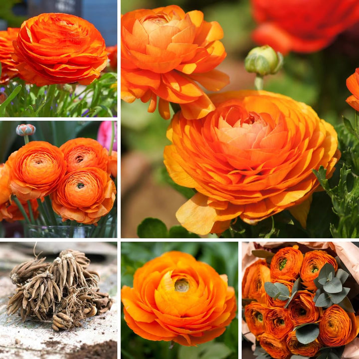 Set 50 Ranunculus Bulbs for Planting, Orange Ranunculus Corms Bulk, Butterfly Ranunculus Flowers Bulbs Spring Fall, Peony Buttercup Ranunculus